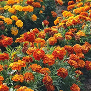 French Fireball Marigold Seeds