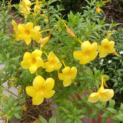 Allamanda cathartica Allamanda Seeds