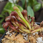 Fly Eating - Ornamental Carnivorous Seeds