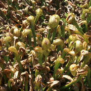 Fly Eating - Ornamental Carnivorous Seeds