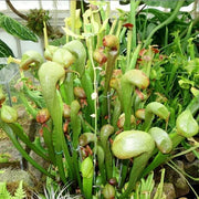 Fly Eating - Ornamental Carnivorous Seeds
