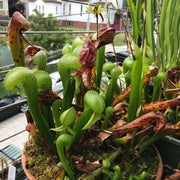 Fly Eating - Ornamental Carnivorous Seeds