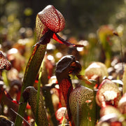 Fly Eating - Ornamental Carnivorous Seeds