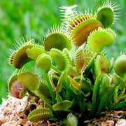 Fly Trap Seeds - Herbal Seeds