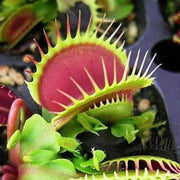 Fly Trap Seeds - Herbal Seeds