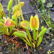 Fly Trap Seeds - Herbal Seeds