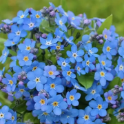 Classic Blue Forget-Me-Not Seeds