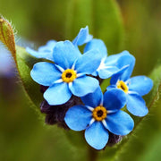 Classic Blue Forget-Me-Not Seeds