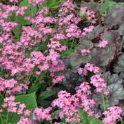 Pink Forget-Me-Not Seeds