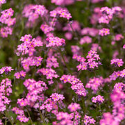 Pink Forget-Me-Not Seeds