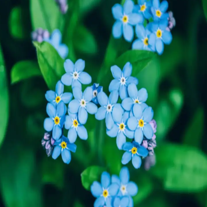 Classic Blue Forget-Me-Not Seeds