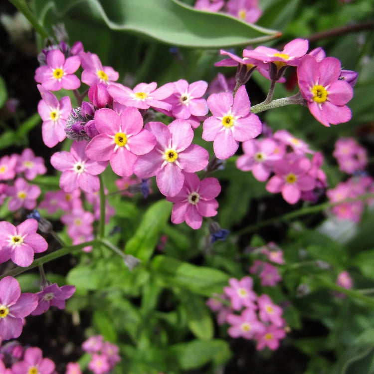 Pink Forget-Me-Not Seeds