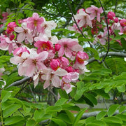 Baby Pink Forsythia Seeds