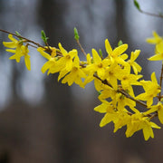 Wildflower Forsythia Seeds