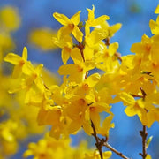 Wildflower Forsythia Seeds