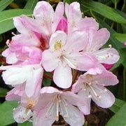 Pink Forsythia Seeds