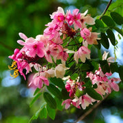 Baby Pink Forsythia Seeds