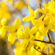 Wildflower Forsythia Seeds
