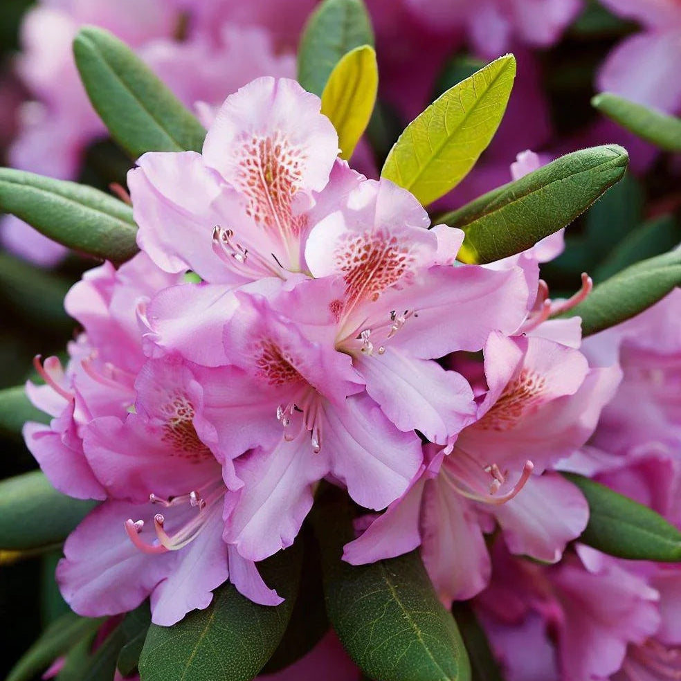 Pink Forsythia Seeds