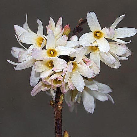 White Forsythia Seeds