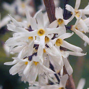 White Forsythia Seeds