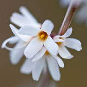 White Forsythia Seeds