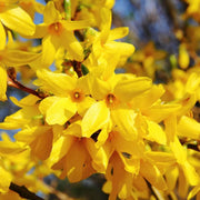Forsythia Seeds, Yellow
