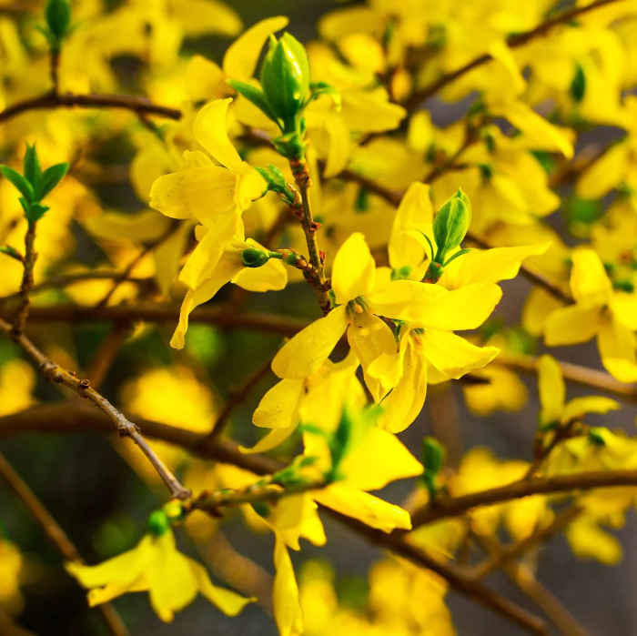 Forsythia Seeds, Yellow