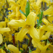 Forsythia Seeds, Yellow