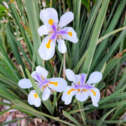 Fortnight Lily Seeds, Dietes Iridioides