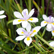 Fortnight Lily Seeds, Dietes Iridioides