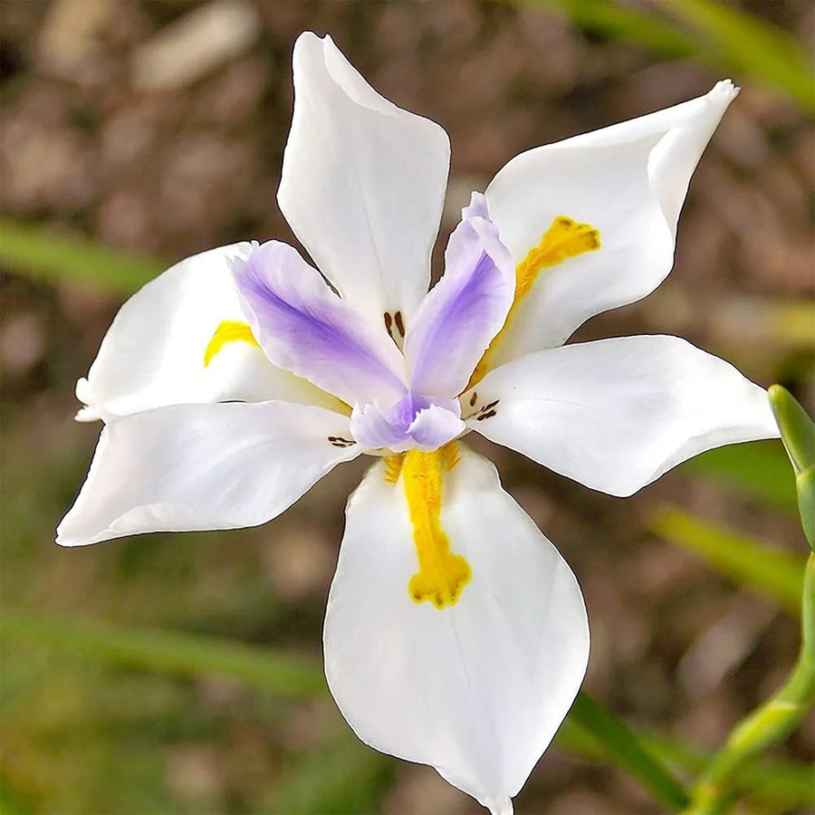 Fortnight Lily Seeds, Dietes Iridioides