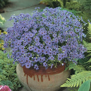 Wildflower Mix Fothergills Seeds