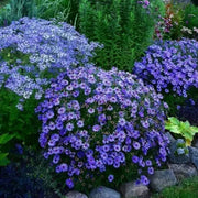 Wildflower Mix Fothergills Seeds