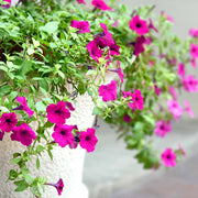 Colorful Four O'Clock Seeds