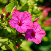 Colorful Four O'Clock Seeds