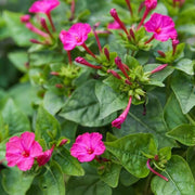 Colorful Four O'Clock Seeds