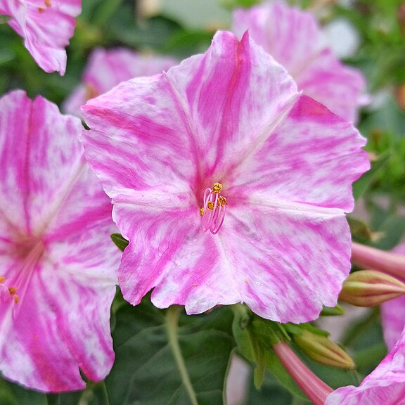 Mirabilis jalapa Four O'Clock Seeds