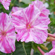 Mirabilis jalapa Four O'Clock Seeds