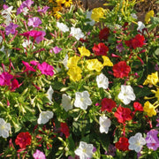 Pollinator Four O 'Clock Seeds