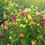 Pollinator Four O 'Clock Seeds