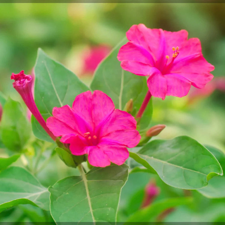Colorful Four O'Clock Seeds