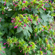 Four O Clock Seeds – Mirabilis jalapa