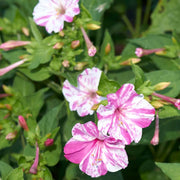 Mirabilis jalapa Four O'Clock Seeds