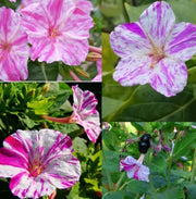 Mirabilis jalapa Four O'Clock Seeds