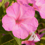 Pollinator Four O 'Clock Seeds