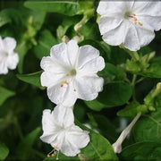 White Four O'Clock Seeds