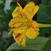 Yellow Red Four O'Clock Seeds