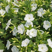 White Four O'Clock Seeds