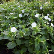 White Four O'Clock Seeds